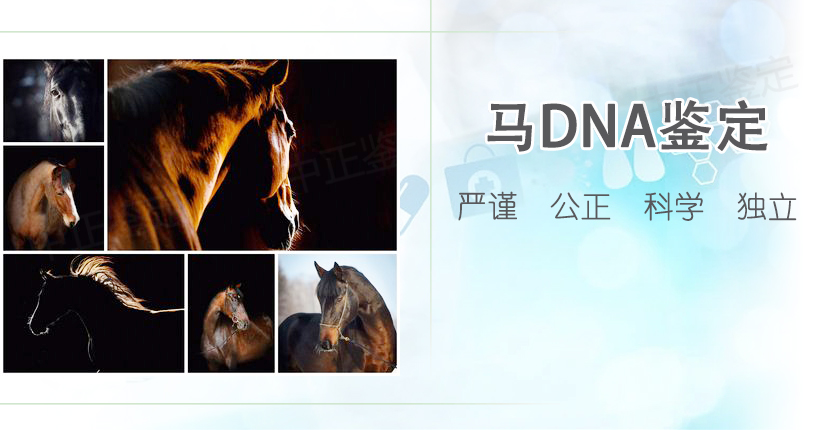 动物鉴定 动物鉴定